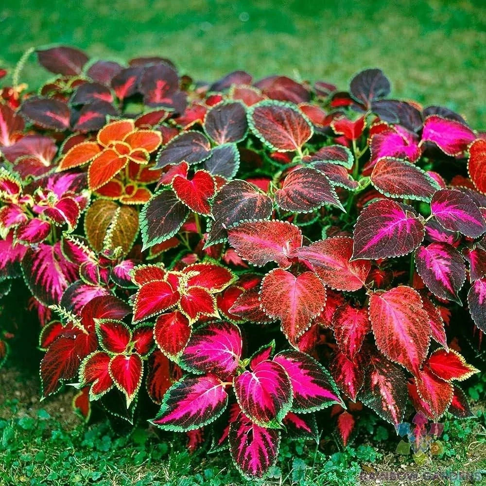 Coleus Seeds - 25+ Mixed Varieties for Garden Planting - Colorful Leaf Plants (Solenostemon scutellarioides)