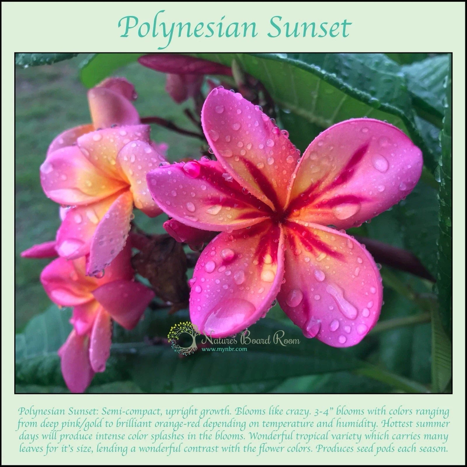 Polynesian Sunset Plumeria Plant Cutting - Rooted Tropical Flowering Plant - Plumeria spp.