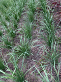 Organic Garlic Chives Bare Root - 55 Live Stalks (Leek Plant) - Non-GMO 老韭菜根 - Edible Herb for Cooking
