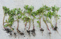 Edible Purslane Live Plant, Organic Starter Plant, Portulaca oleracea - Healthy Outdoor Garden Herb