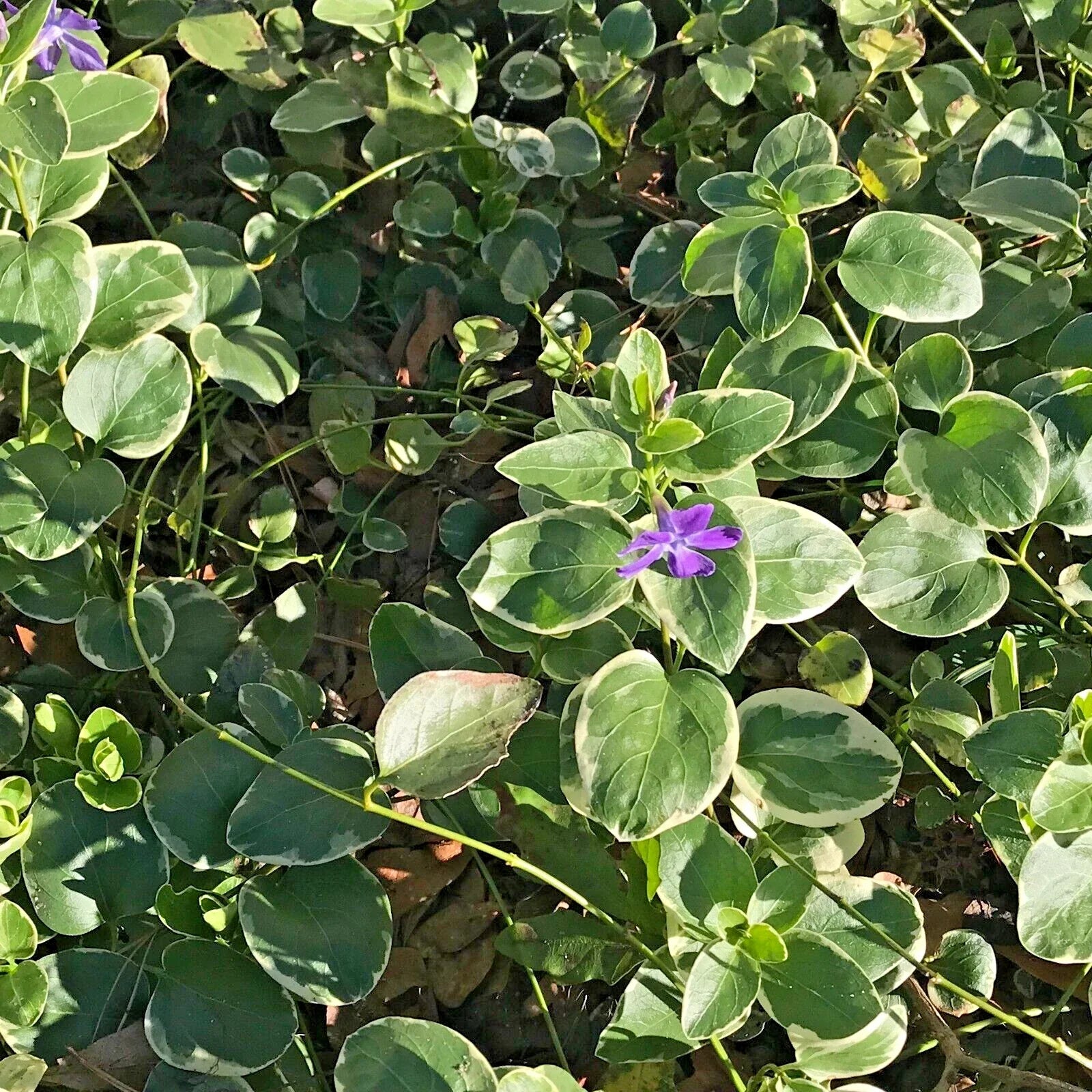 Variegated Vinca Groundcover Starter Vines - 8 Lavender Periwinkle Flower Plants - Rooted (Vinca minor)