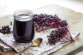 Fresh Elderberry Cuttings - 24 Pack - Black-Bearing Variety - Sambucus nigra