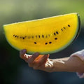 Yellow Flesh Moon and Stars Watermelon Seeds - 40+ NON-GMO Heirloom - Fresh, Organic Gardening Seeds (Citrullus lanatus)