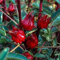 Thai Roselle Seeds - 25 Seed Packet - Heirloom, Non-GMO, Edible Hibiscus (Hibiscus sabdariffa)
