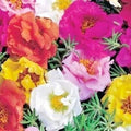 Portulaca Rose Moss Mix Seeds - 500+ Flower Seeds for Garden, Container, Basket, Window Box - Easy to Grow