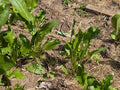 Fresh Organic Horseradish Plants - 2 Pack - Easy to Grow - Armoracia rusticana - Fast Shipping