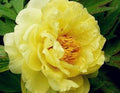 Peony Seeds - 10pc Pack - Exotic Flower Variety - Paeonia spp. - USA Seller with Free Shipping