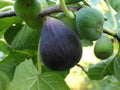 Black Mission Fig Tree Starter Plant - 10 Bare Root Ficus Carica - Edible Fruit, Everbearing, Large Leaves, Shade Tree