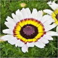 Chrysanthemum Tri-Color Painted Daisy Seeds - Annual Flower Seeds for Garden & Patio Containers - Chrysanthemum spp.