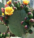 Prickly Pear Cactus Cutting - 1 Fresh Cut Pad - Opuntia - Ideal for Gardening and Planting