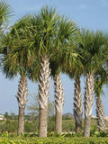 Sabal Palm Seeds, 10 Fresh Seeds, Cabbage Palm, Texas Sabal Palmetto, Planting Seeds for Garden