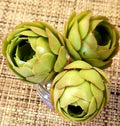 AEONIUM Cuttings, 2" Diameter, Rose Bud Appearance, Greenovia Variety