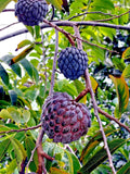 Thai Purple Sugar Apple Tree Seeds - 10 Count, Annona squamosa, Rare Sweetsop Fruit Plant, Tropical Gardening