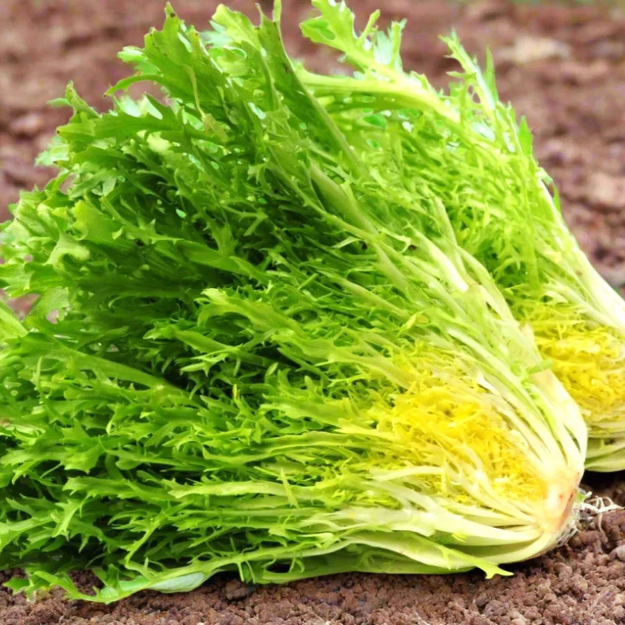 Frisee Endive Seeds - Curly Leaf Yellow Green Chicory for 2025 Planting - Cichorium endivia