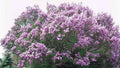 Bare Root Lilac Bush, Purple (5) - Syringa vulgaris, Includes Planting Instructions for Spring Planting
