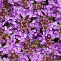 Creeping Thyme Seeds - Purple Groundcover Perennial Flowers - Fragrant Non-GMO - 1000 Seeds, Thymus serpyllum