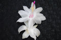 Christmas Cactus Starter Plant - Small White Knight Variety - Schlumbergera Truncata, Well-R rooted Healthy Plant