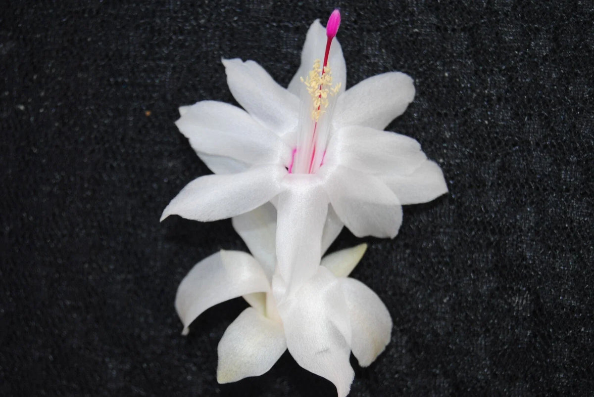 Christmas Cactus Starter Plant - Small White Knight Variety - Schlumbergera Truncata, Well-R rooted Healthy Plant