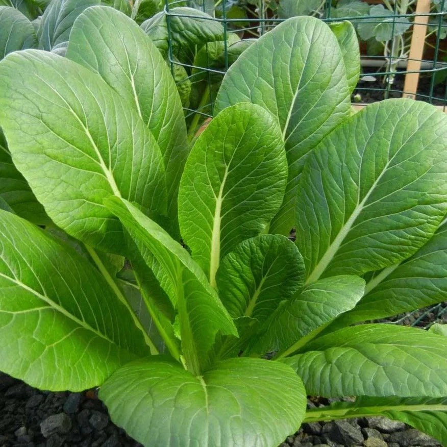 Komatsuna Mustard Spinach Seeds - 500+ Count - Asian Vegetable Seeds - Brassica rapa var. perviridis
