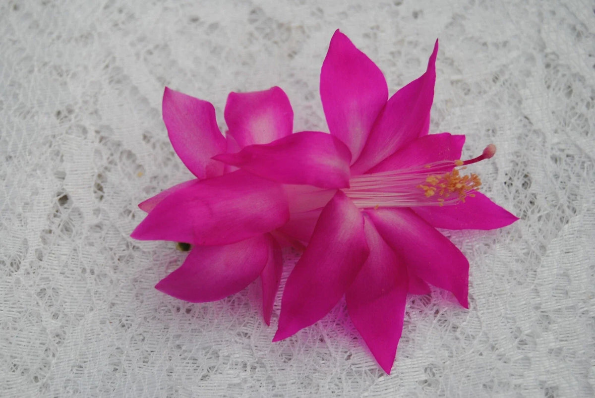 Christmas Cactus Starter Plant - Fortune Queen - Schlumbergera Truncata - Easy Care Indoor Succulent for Holiday Decor