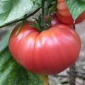 German Johnson Tomato Seeds - 100 Non-GMO Heirloom Seeds - Perfect for Gardening, Solanum lycopersicum