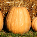 Dickinson Pumpkin Seeds | Kentucky Field Variety | Tan Squash Vegetable Seed | 2025
