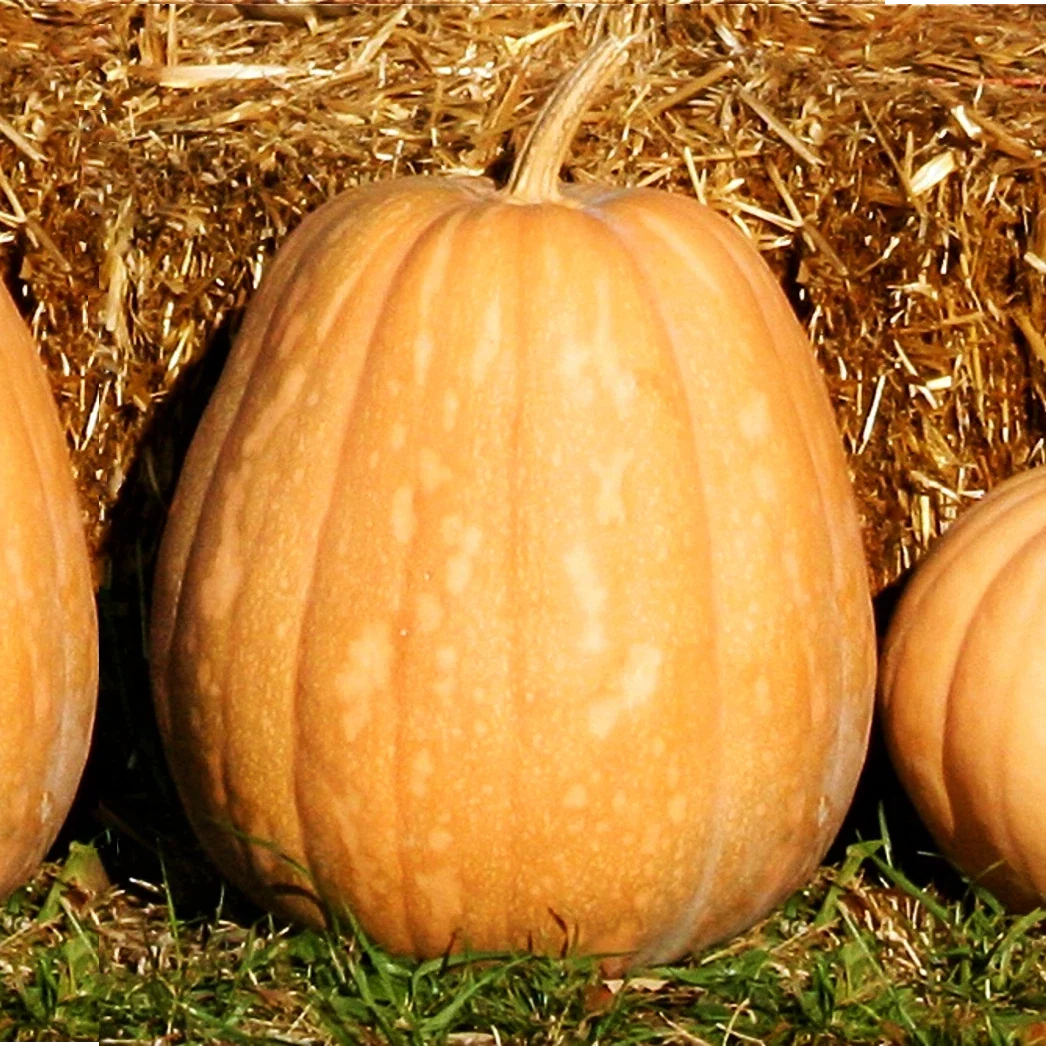 Dickinson Pumpkin Seeds | Kentucky Field Variety | Tan Squash Vegetable Seed | 2025