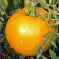 Golden Jubilee Heirloom Tomato Live Starter Plants 4-6 Inches Set of 2