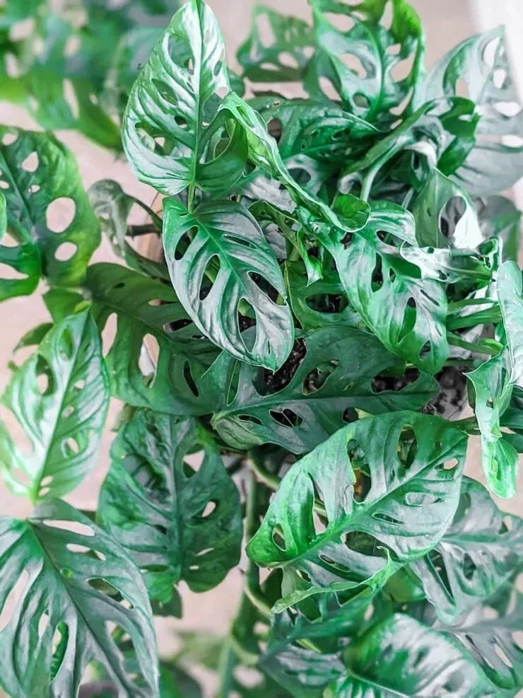 Monstera Adansonii Swiss Cheese Cuttings - 3 Indoor/Outdoor House Plant Cuttings for Home Decor & Gardening