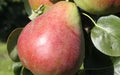 Obelisk Pear Seeds - 25+ Count - Perfect for Garden Planting - Pyrus elaeagnifolia - USA Shipping Available