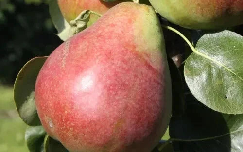 Obelisk Pear Seeds - 25+ Count - Perfect for Garden Planting - Pyrus elaeagnifolia - USA Shipping Available