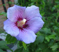 Blue Bird Hibiscus Starter Plant - Rose of Sharon - Althea