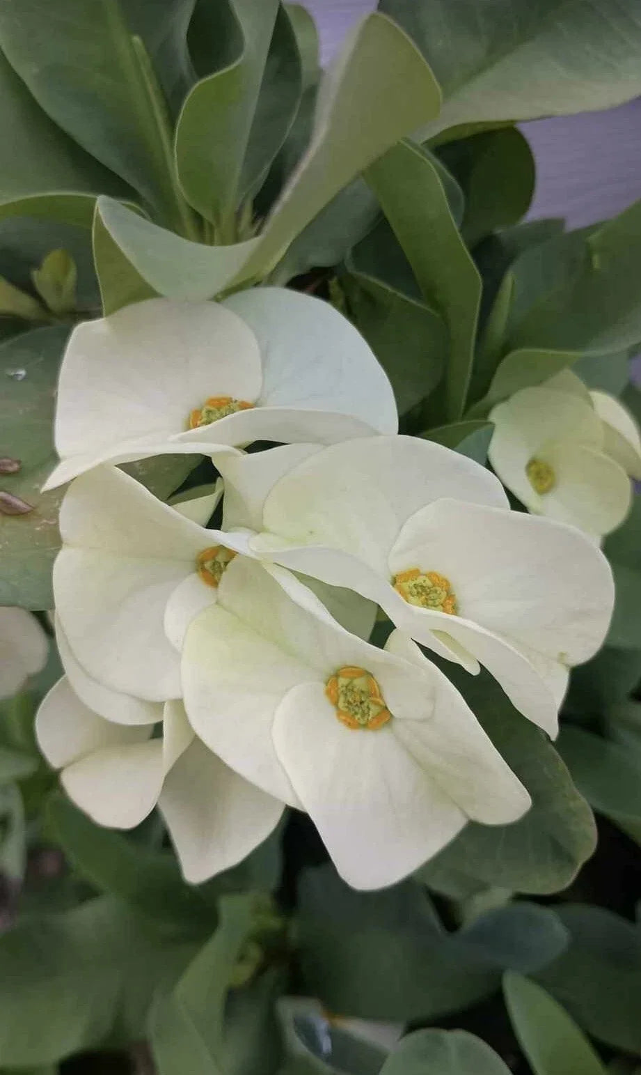 Large White Crown of Thorns Cutting - Euphorbia milii - 1 Count, No Roots