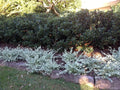 Saltbush Seeds for Planting - 50 Seeds - Landscape Bush Variety - Atriplex spp. - Made in USA