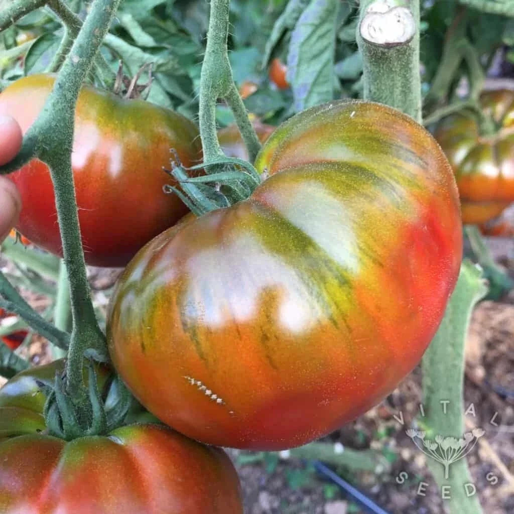 Paul Robinson Tomato Seeds - Heirloom Organic NON-GMO - Rare Variety - 10+ Seeds (Solanum lycopersicum)