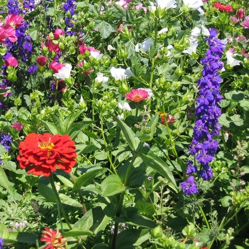 Hummingbird Wildflower Mix Seeds - Fresh Wildflower Seed Blend for Pollinators - Non-GMO Wildflower Mix