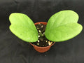 Hoya Kerrii 'Quilt Leaf' Rooted Plant 3" Pot Rare Heart-Shaped Succulent