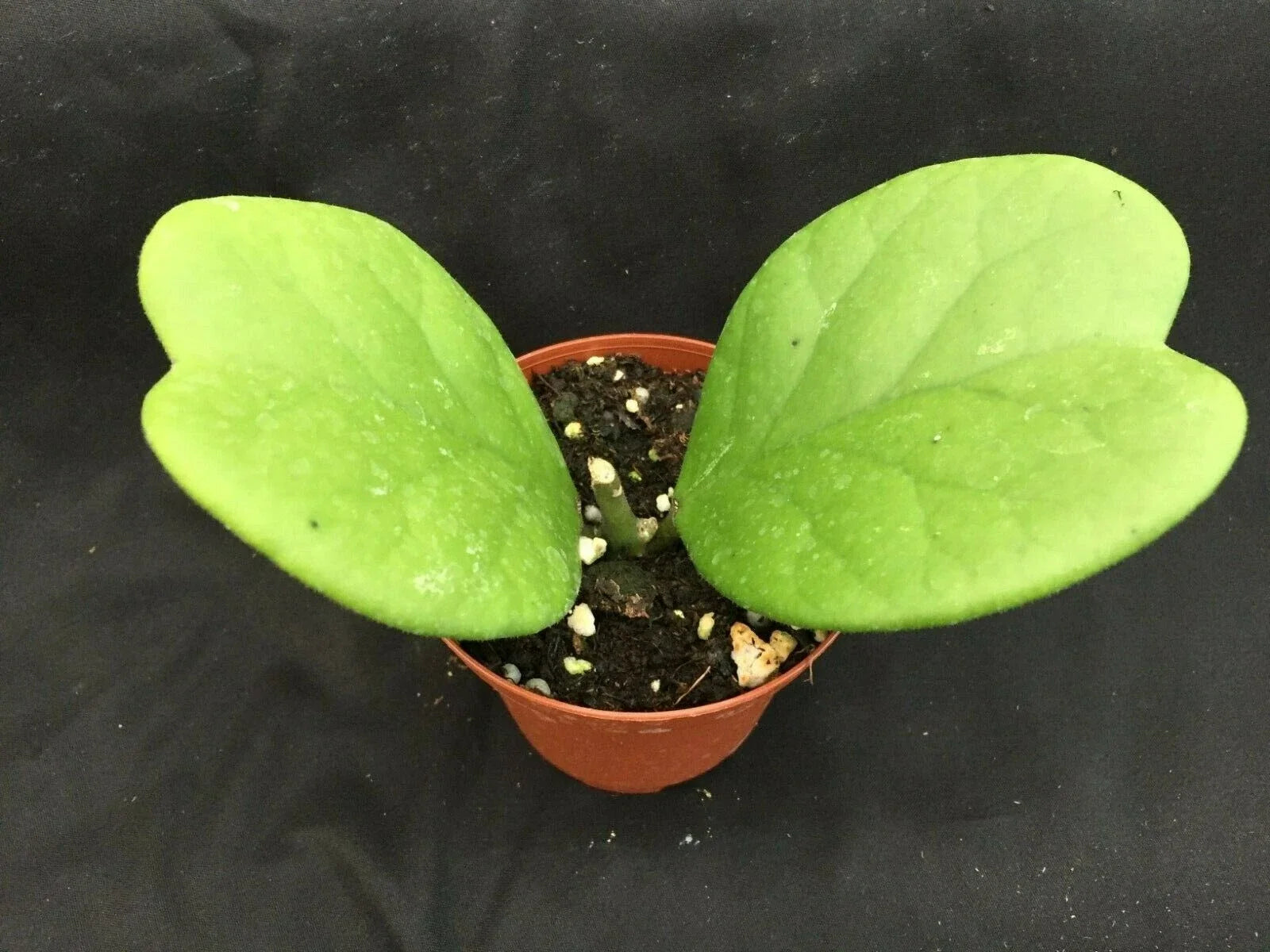 Hoya Kerrii 'Quilt Leaf' Rooted Plant 3" Pot Rare Heart-Shaped Succulent