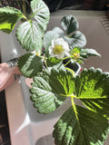 Seascape Strawberry Seeds - 100 Count, Heat Tolerant Organic Berry Fruit, Fragaria × ananassa