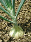 Spanish White Onion Seeds, Heirloom, 500 Seeds, Sweet, Non-GMO, Allium cepa