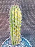 Cereus Thelegonus Cactus Cutting 7.5" - Unique Succulent Plant for Home Decor, Indoor Garden, or Cactus Collection