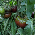 Russian Black Krim Tomato Seeds - 60+ NON GMO Organic Heirloom Seeds - Fresh Gardening Variety