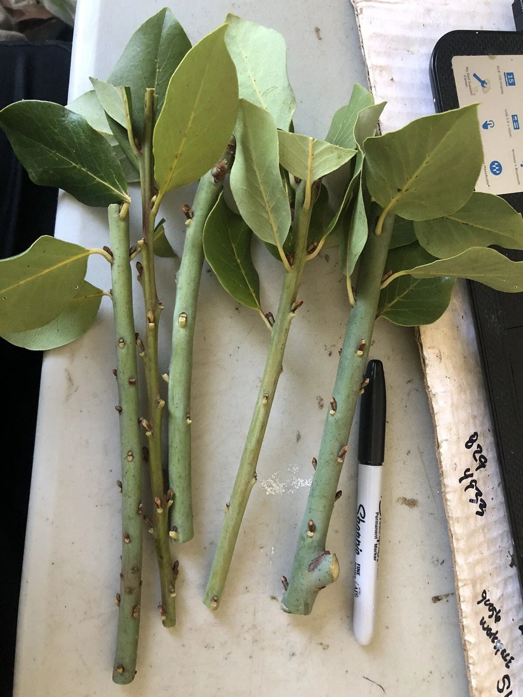 10 Bay Laurel Cuttings (Laurus nobilis) | Sweet Bay Herb Unrooted Starter Plants for Growing | Culinary, Medicinal, Aromatic