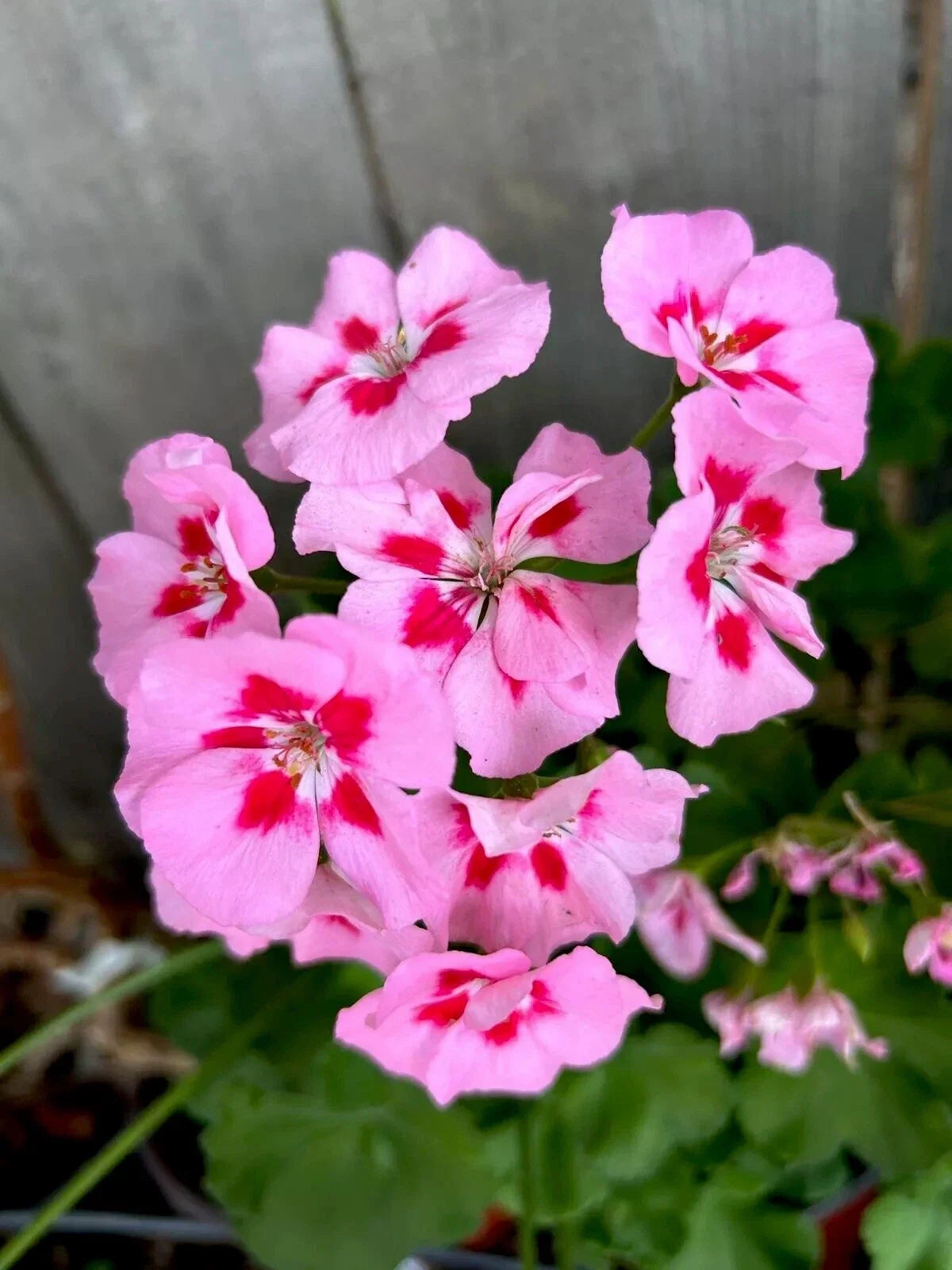 Geranium Cuttings - Pink/Red Perennial - Two 6-Inch Starter Cuttings - Pelargonium spp.