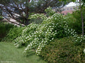 Ninebark Plant 12-18 Inches Bare Root Live Plant Physocarpus opulifolius - Hardy Shrub for Zones 5-9