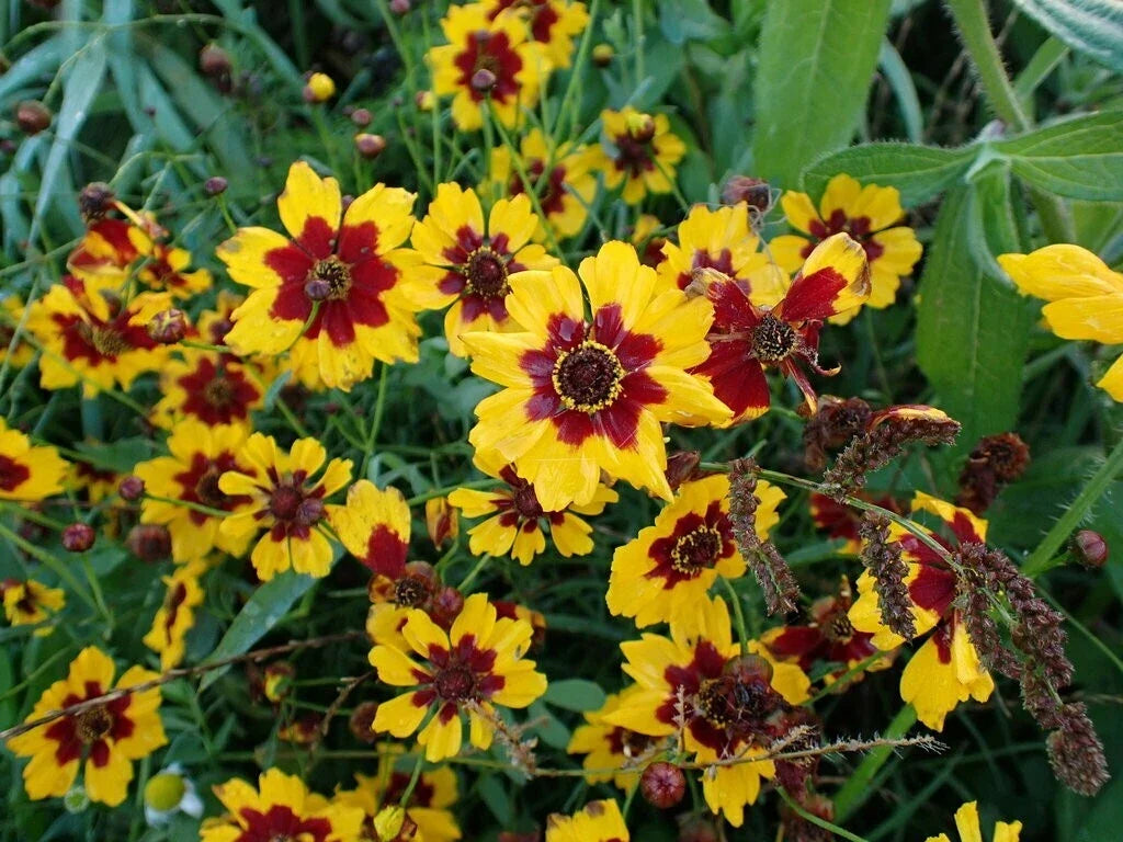 Coreopsis Seeds - Bulk Plains Coreopsis - Free Shipping - Wholesale (Coreopsis tinctoria)