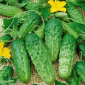 30+ Parisian Gherkin Cucumber Seeds, Fresh, 2015 AAS Regional Winner, Cucumis sativus