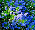 Ceanothus California Lilac Live Starter Plant Fragrant Shrub Bush