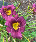Daylily Bareroot Plant - Hemerocallis 'Grape Magic' - Mature Eyes - Purple Flowers
