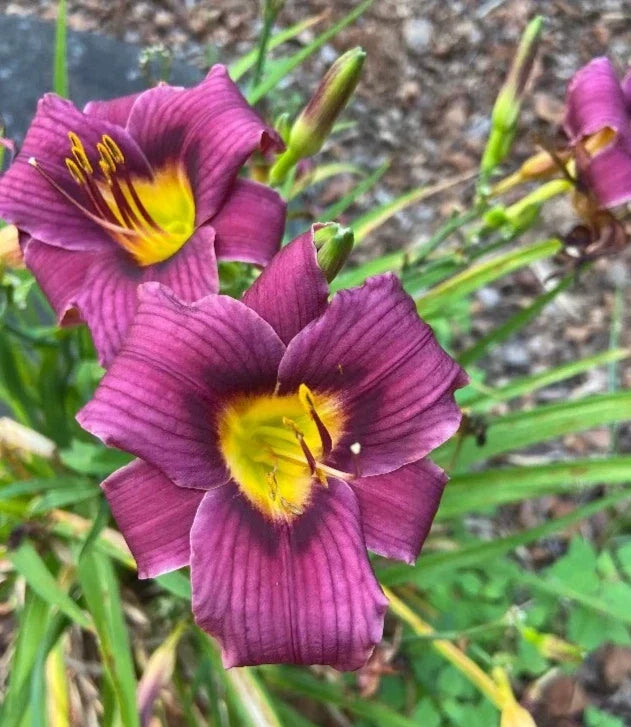 Daylily Bareroot Plant - Hemerocallis 'Grape Magic' - Mature Eyes - Purple Flowers